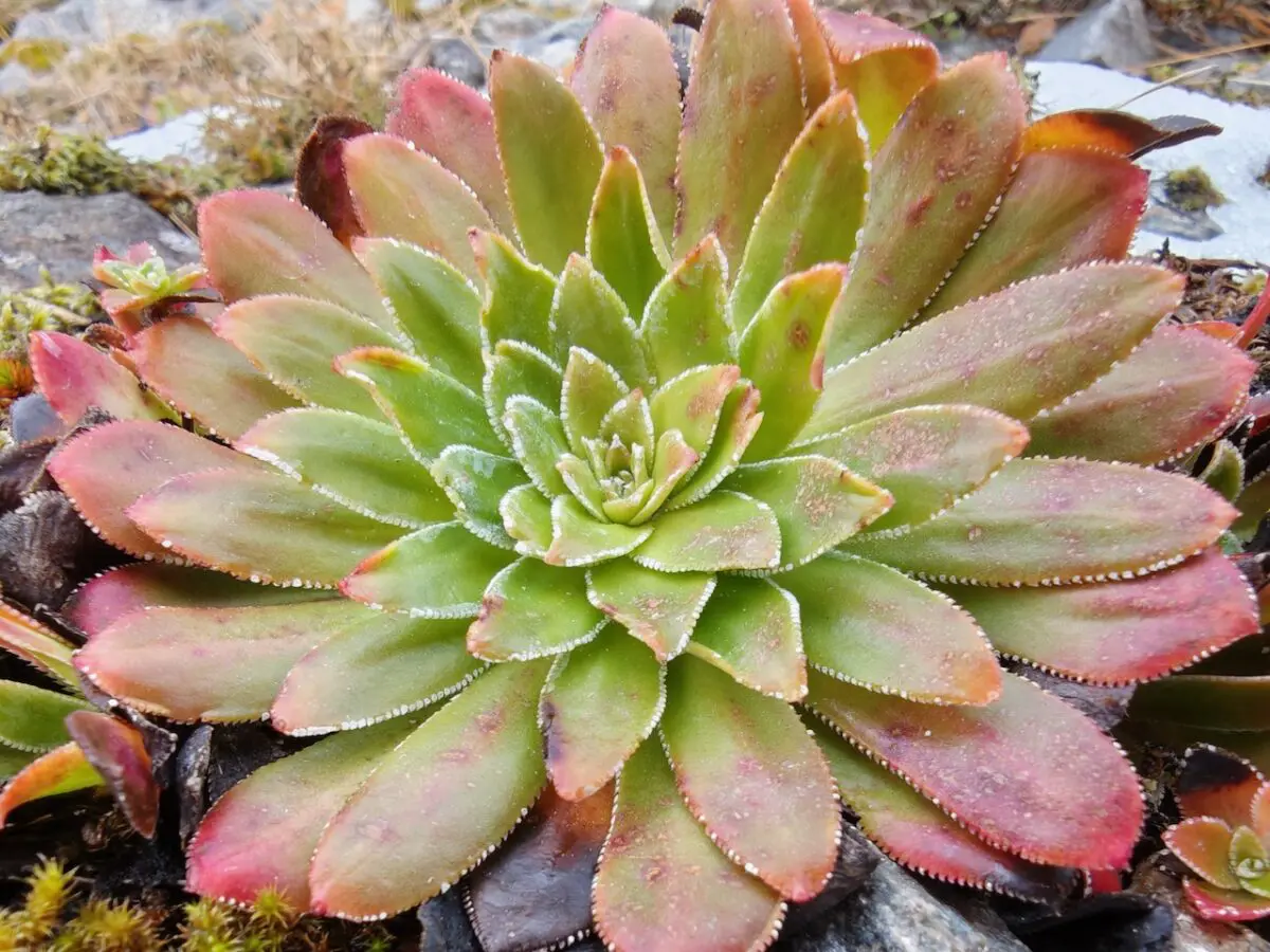 Xiaomi 15 Ultra